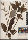 Foto von Salix caprea L.